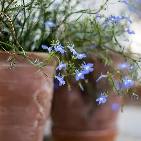 Feriehus Thalassa Luxury PalaiónTsiflíkion