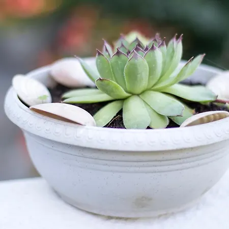 Thalassa Luxury Feriehus *